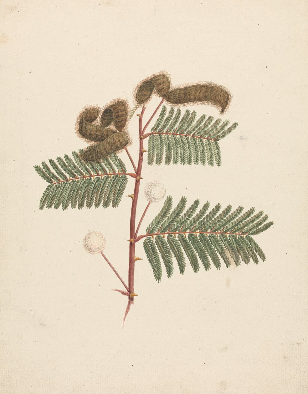 Mimosa pigra (L.): Voltooide Tekening door Luigi Balugani