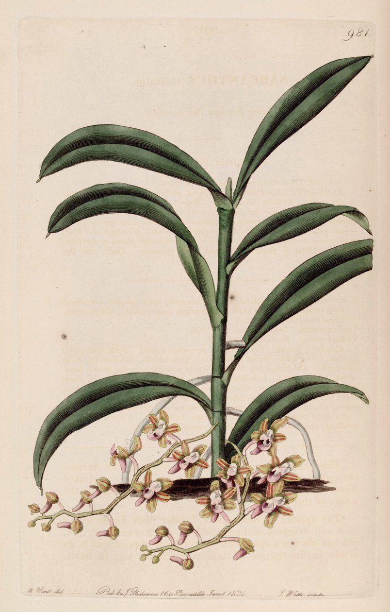 Illustratie van Cleisostoma recurvum (als syn. Sarcanthus rostratus) door M. Hart