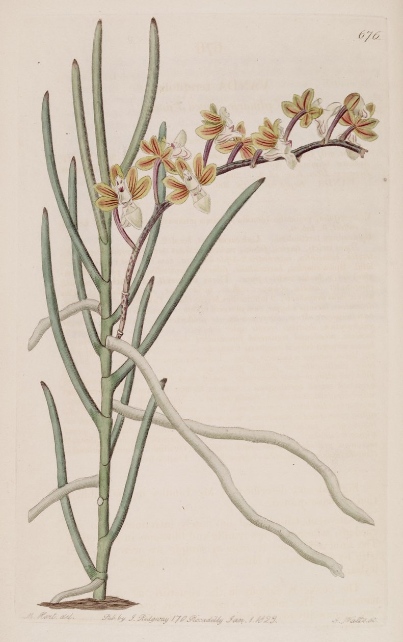Illustratie van Cleisostoma simondii (als syn. Vanda teretifolia) door M. Hart