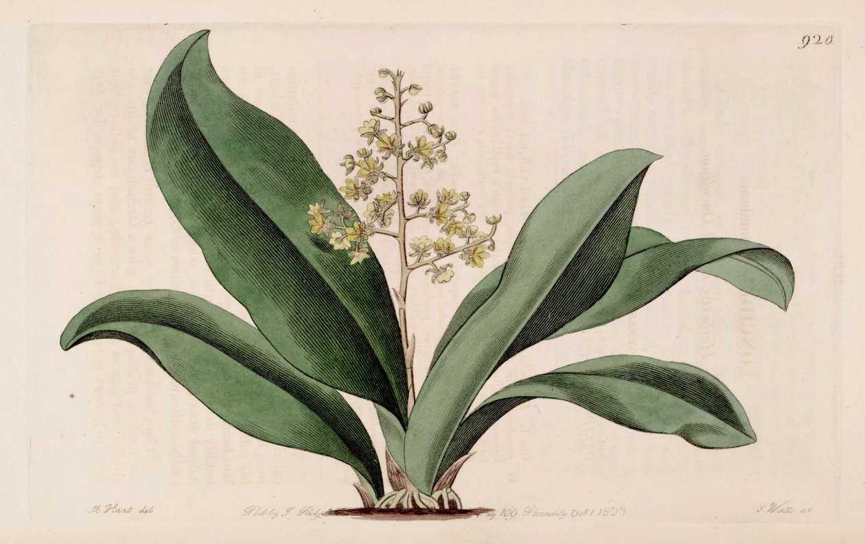 Illustratie van Trichocentrum pumilum (als syn. Oncidium pumilum) door M. Hart