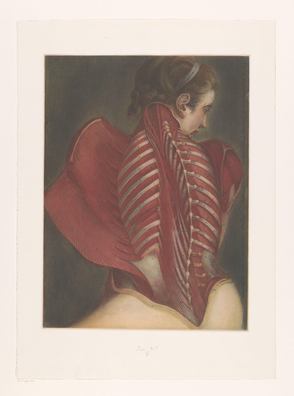 Anatomische voorstelling van de rug door M.D. Duplain