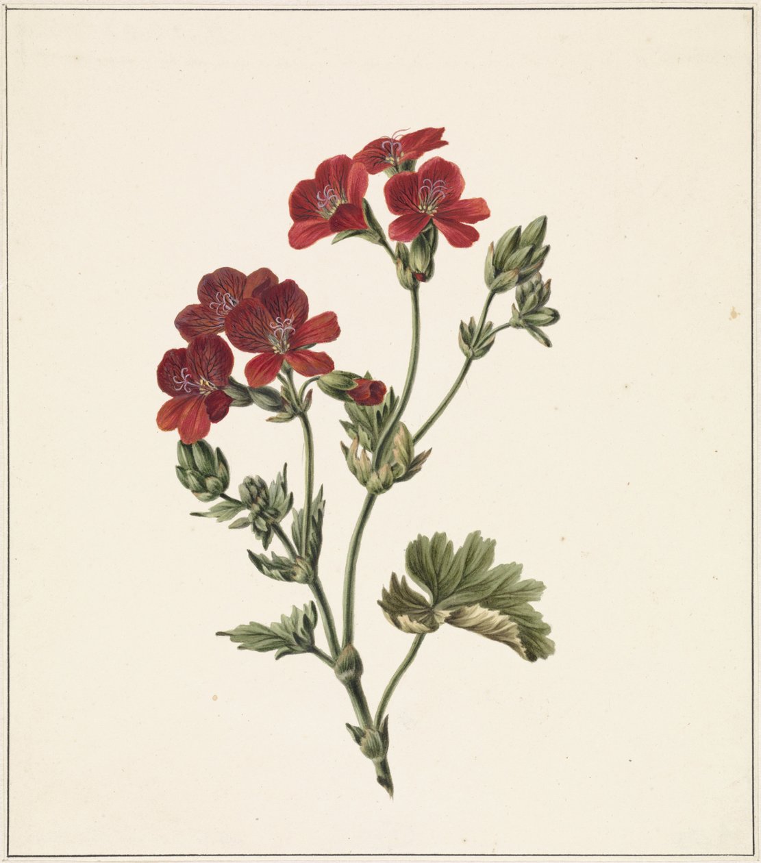 Rode bloem door M. de Gijselaar