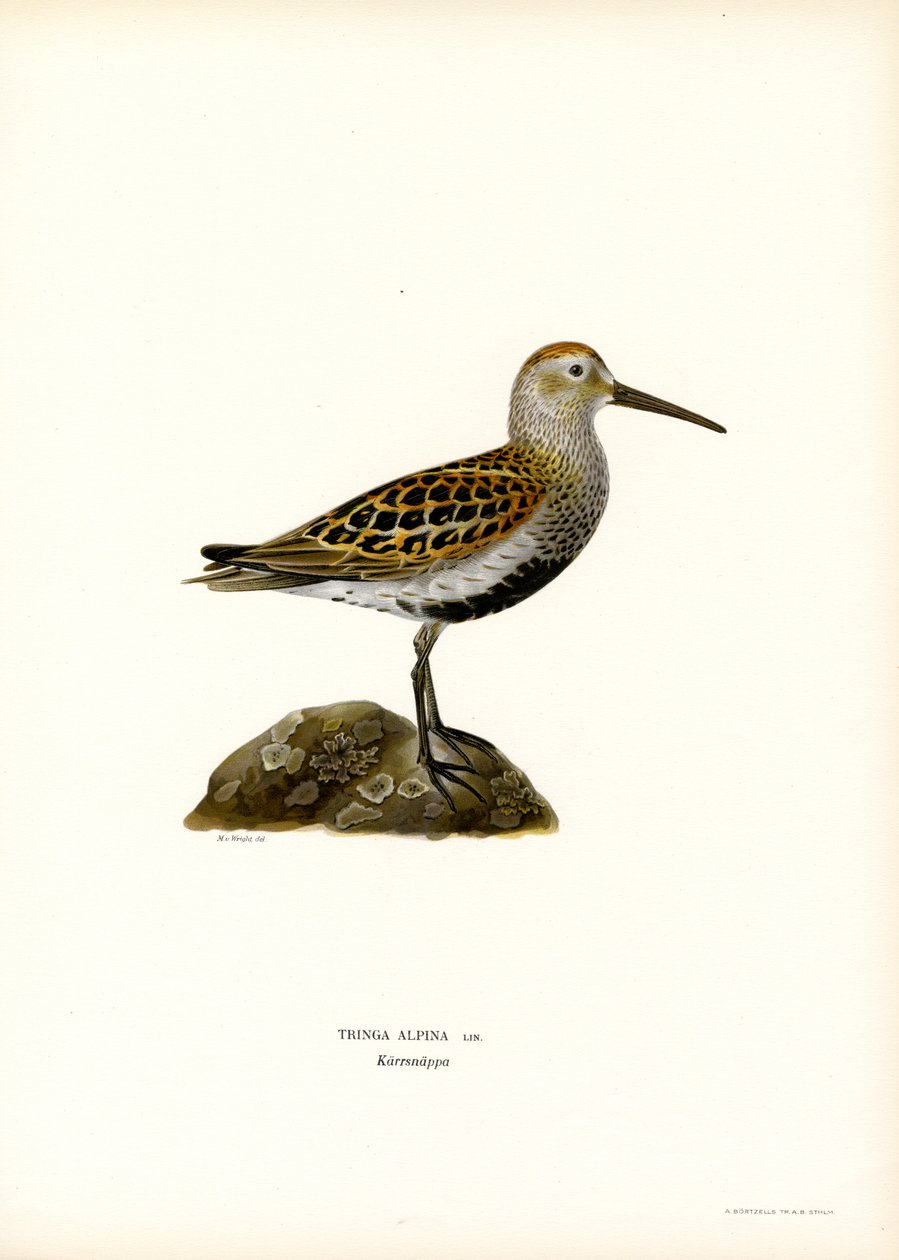 Bonte Strandloper door Magnus Ferdinand and Wilhelm von Wright