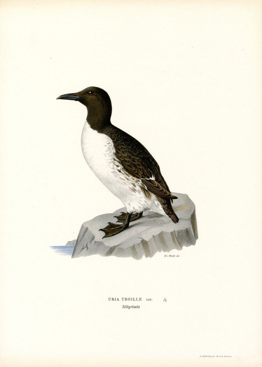 Zeekoet (kleur litho) door Magnus Ferdinand and Wilhelm von Wright