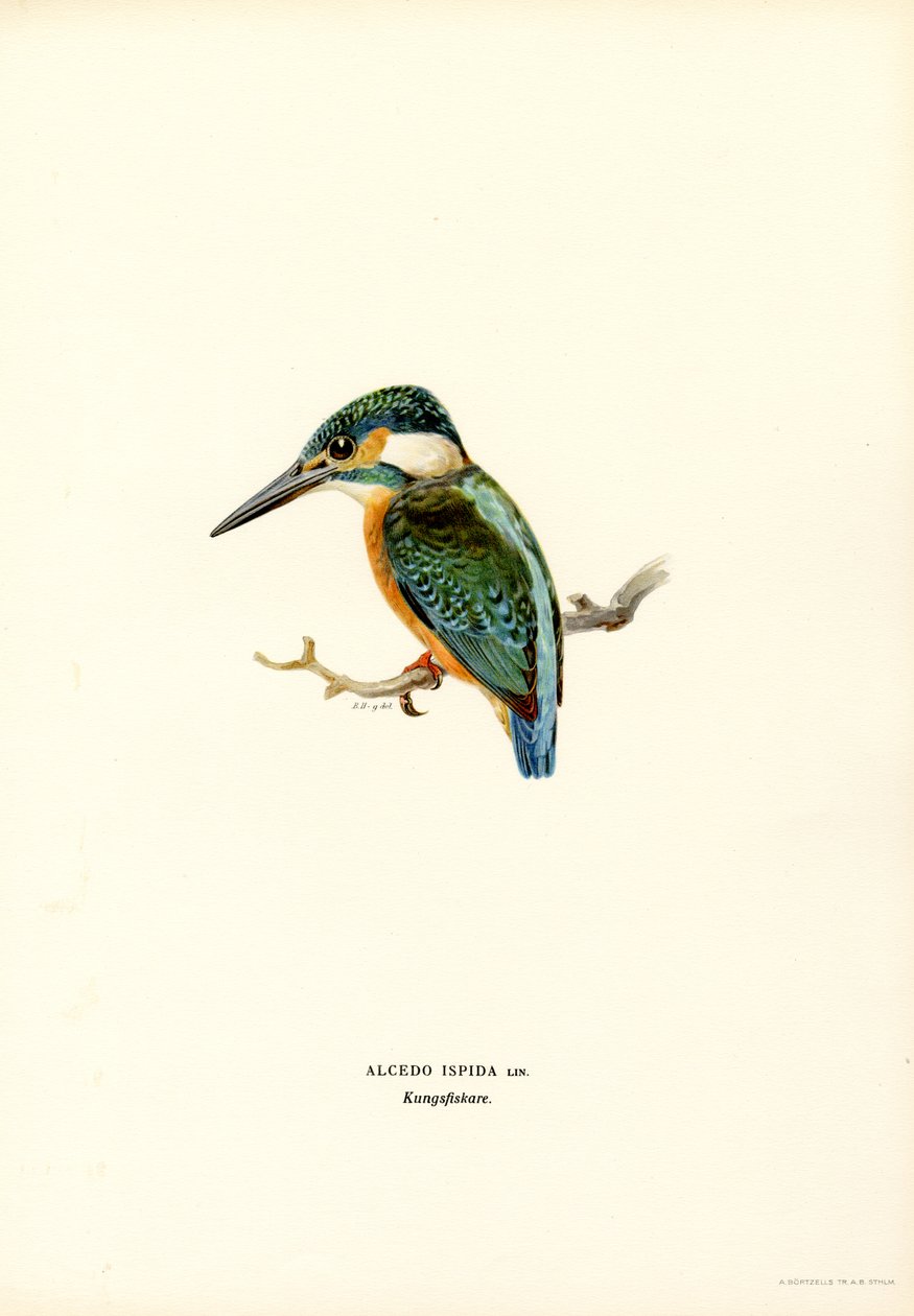 IJsvogel door Magnus Ferdinand and Wilhelm von Wright