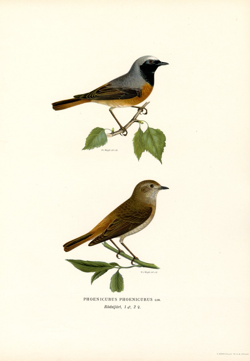 Gekraagde Roodstaart door Magnus Ferdinand and Wilhelm von Wright