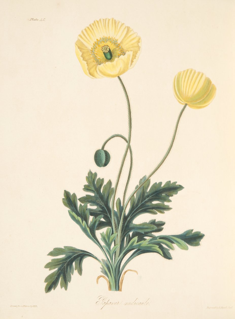 Naaktstengel papaver, uit Floral Illustrations of the Seasons door Margaret Roscoe