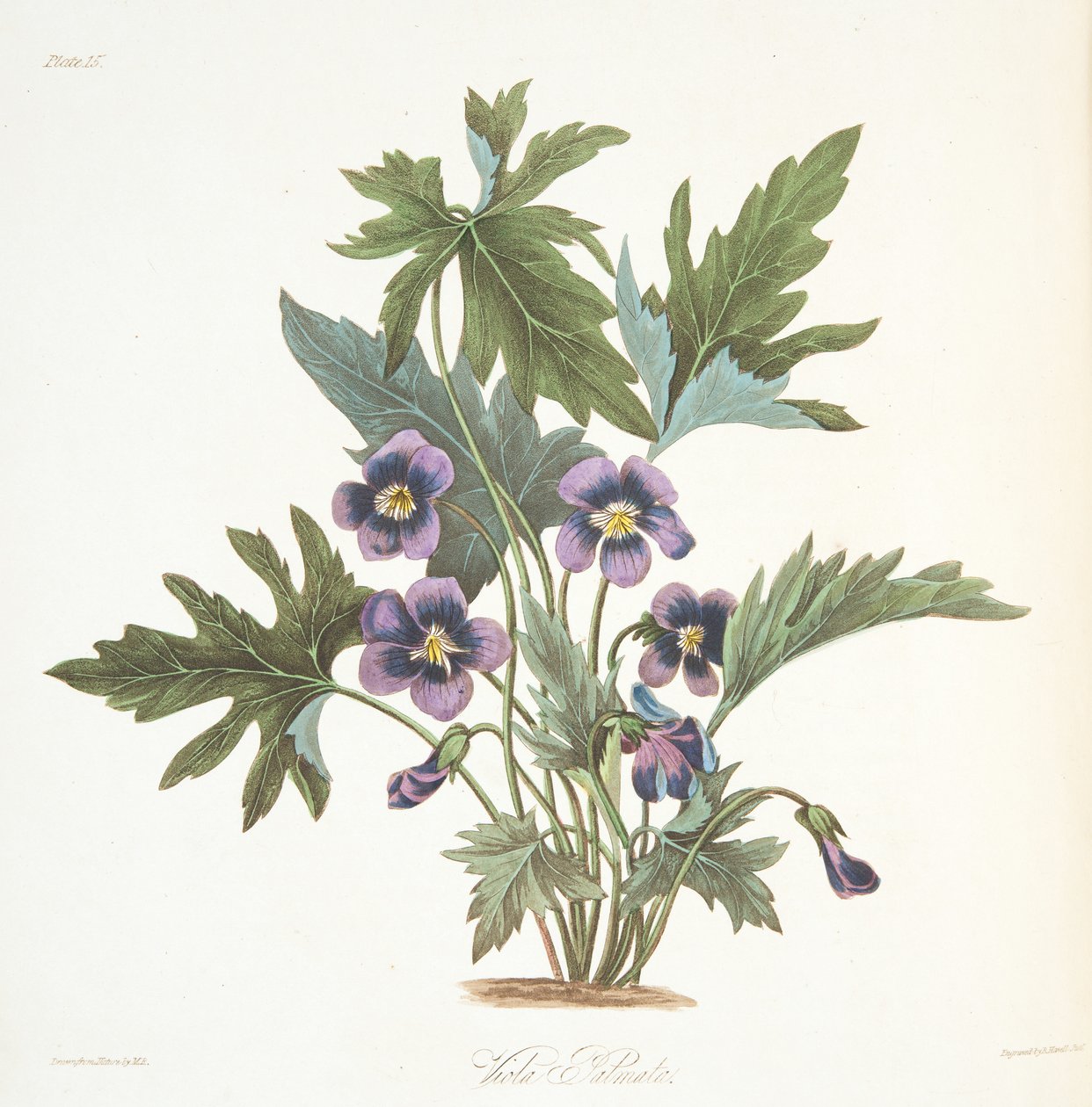 Palmate leaved Violet, uit Floral Illustrations of the Seasons door Margaret Roscoe