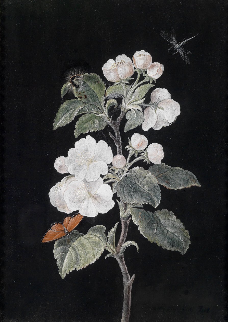 Appelbloesems met vlinders door Margaretha Barbara Dietzsch