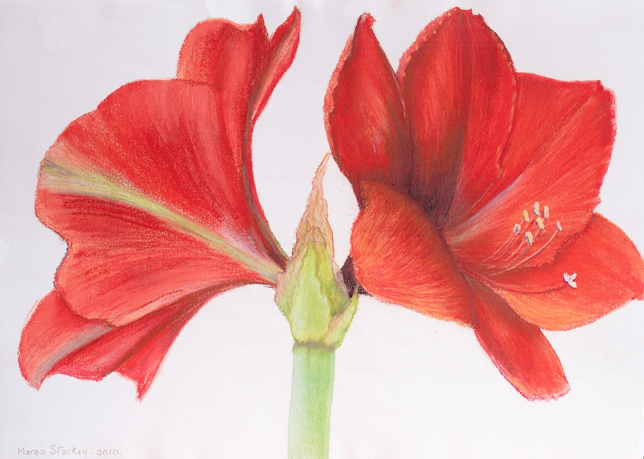 Amaryllis, 2015 door Margo Starkey