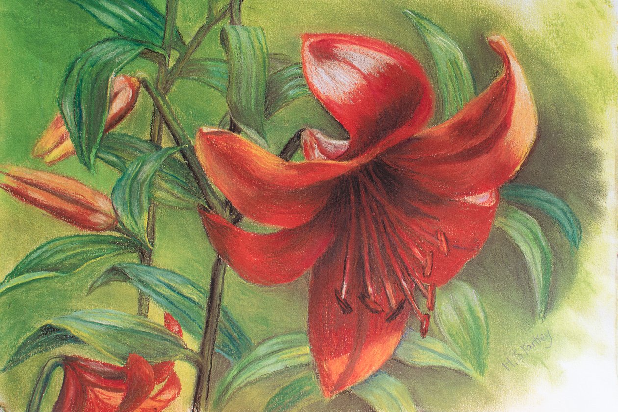 Lilium, 2017 door Margo Starkey