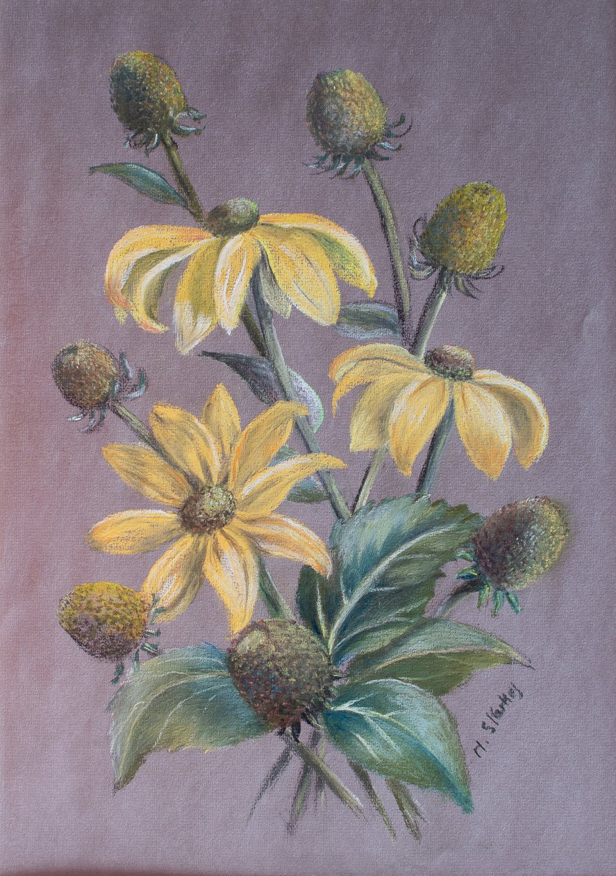 Rudbeckia, 2014 door Margo Starkey