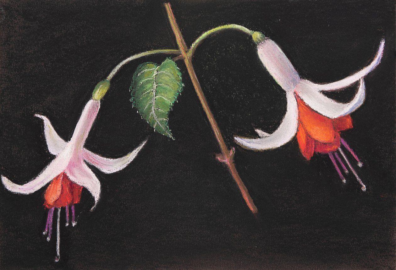 Fuchsia