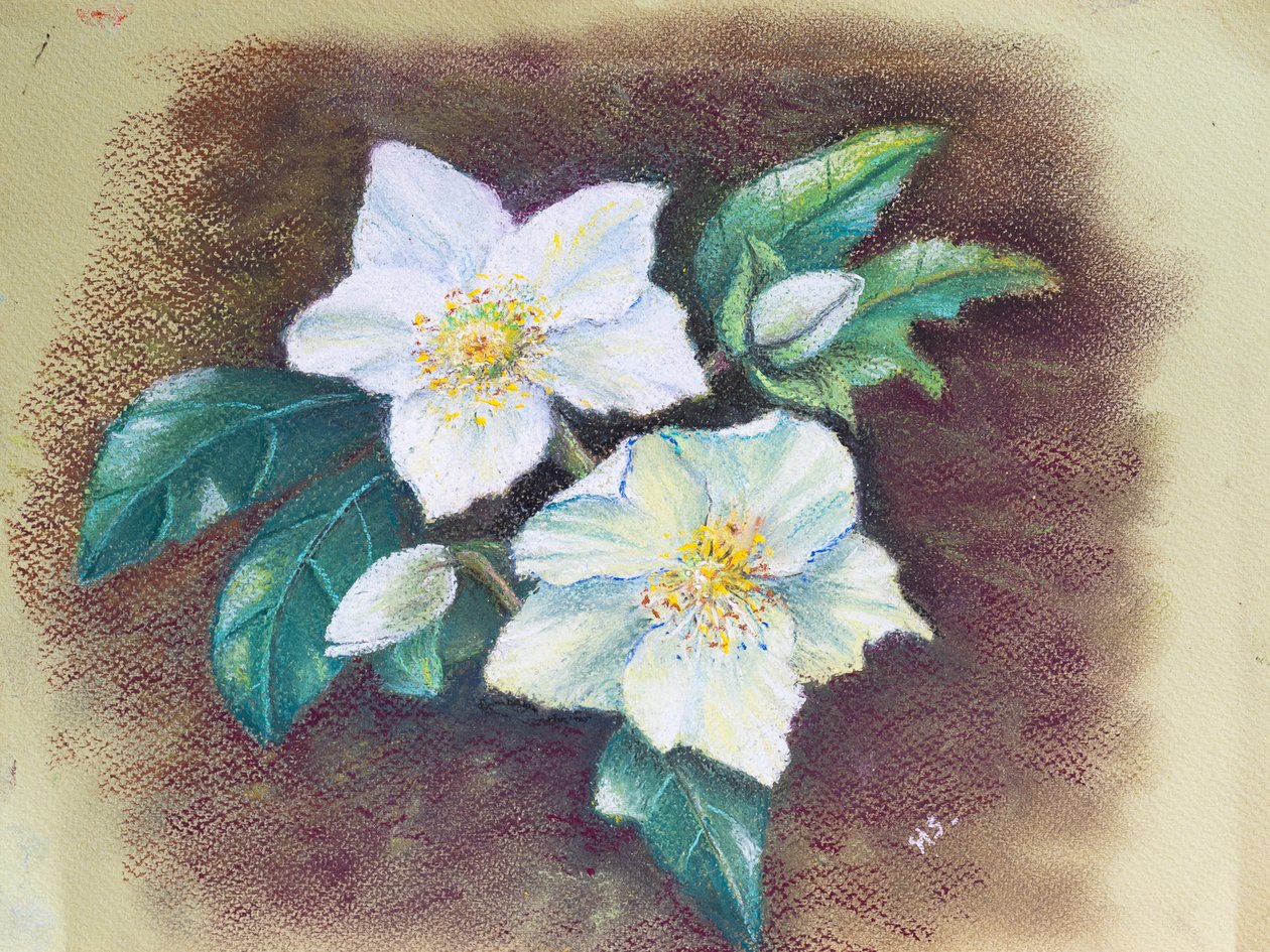 Helleborus door Margo Starkey