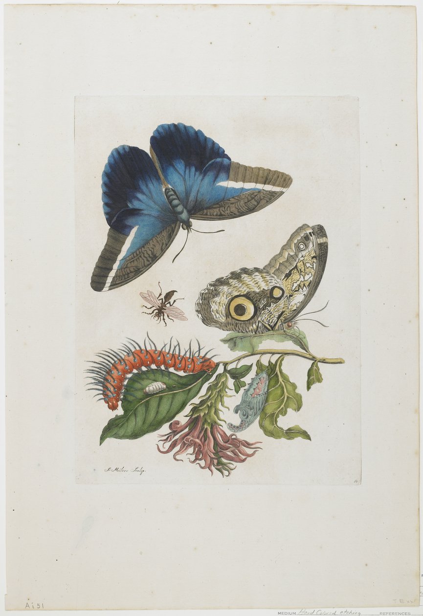 Blauwe vlinders en rode larve, blauwe stekels, c.1705-17 door Maria Sibylla Merian