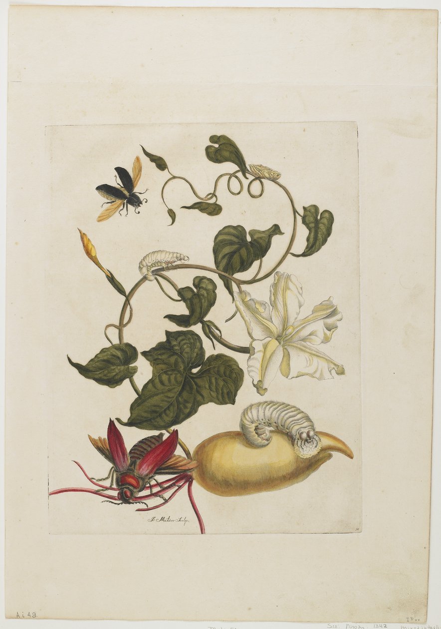 Rode Kever, Witte Morgenroos, 1705-71 door Maria Sibylla Merian