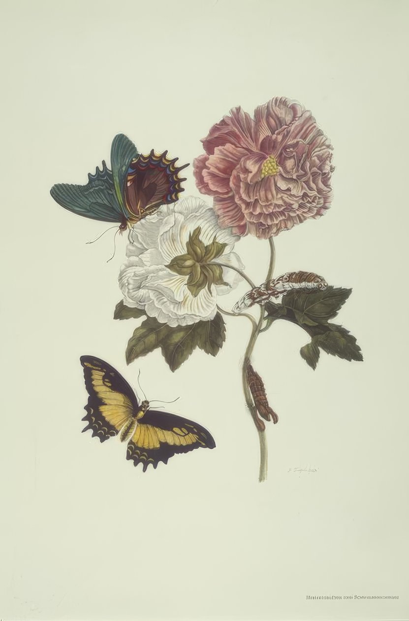 M.S. Merian, Hibiscus en zwaluwstaart door Maria Sibylla Merian