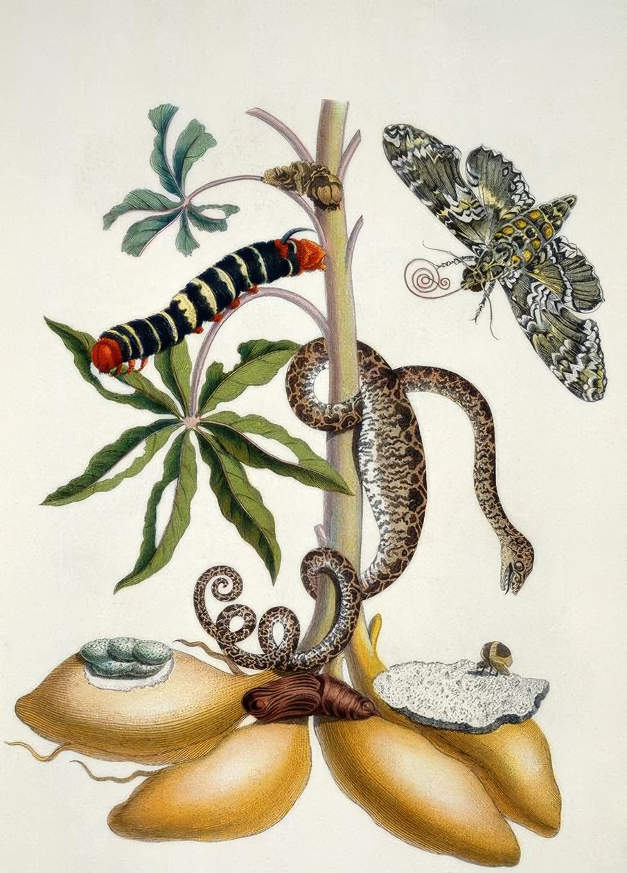 Maniok door Maria Sibylla Merian