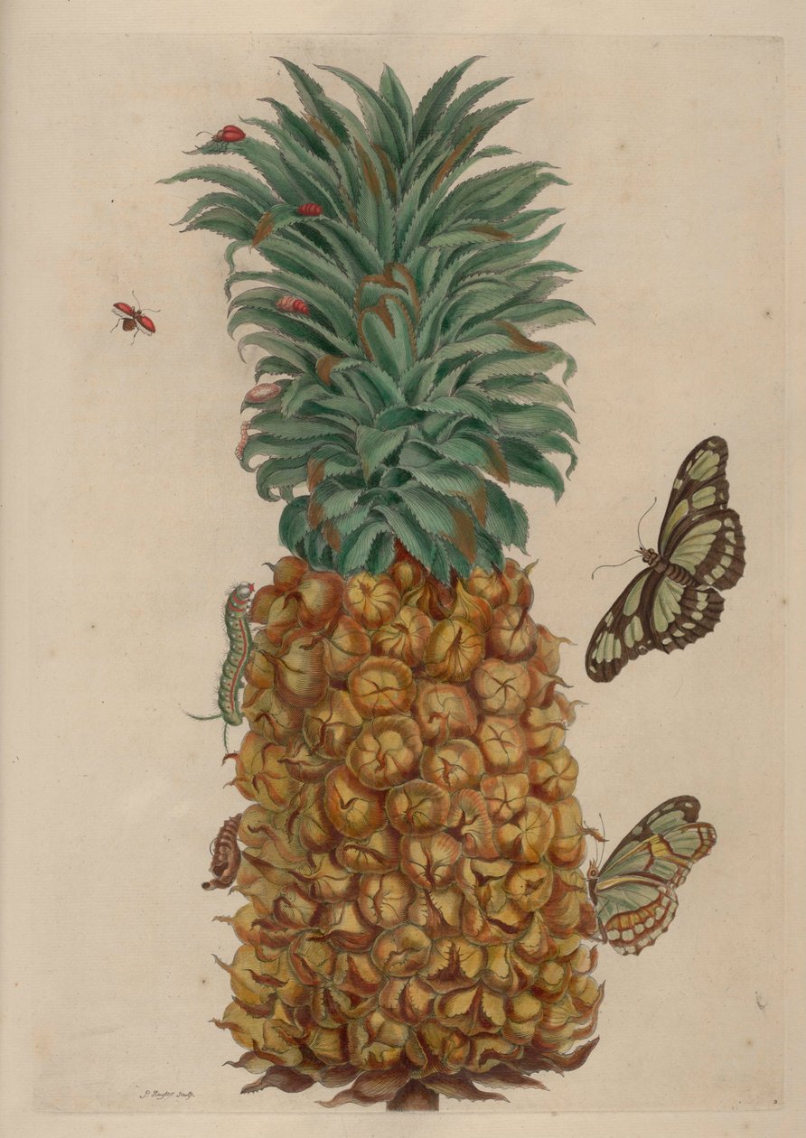Ananas en kakkerlak, illustratie uit Metamorphosis insectorum Surinamensium door Maria Sibylla Merian