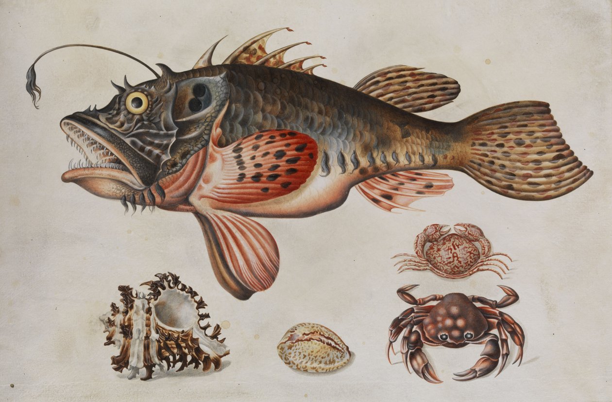 Diepzeevis, krabben en zeeslakken door Maria Sibylla Merian