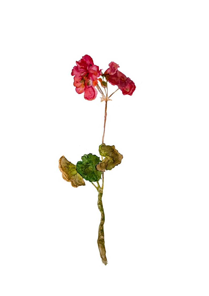 Geranium, 2018 door Maria Basea