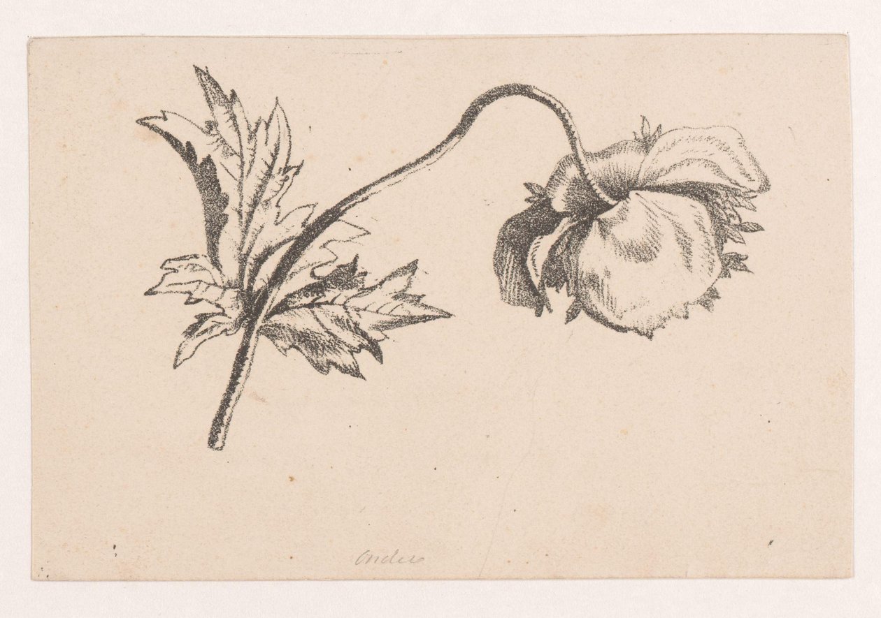 Klaproos door Maria Geertruida de Goeje Barbiers (attributed to)