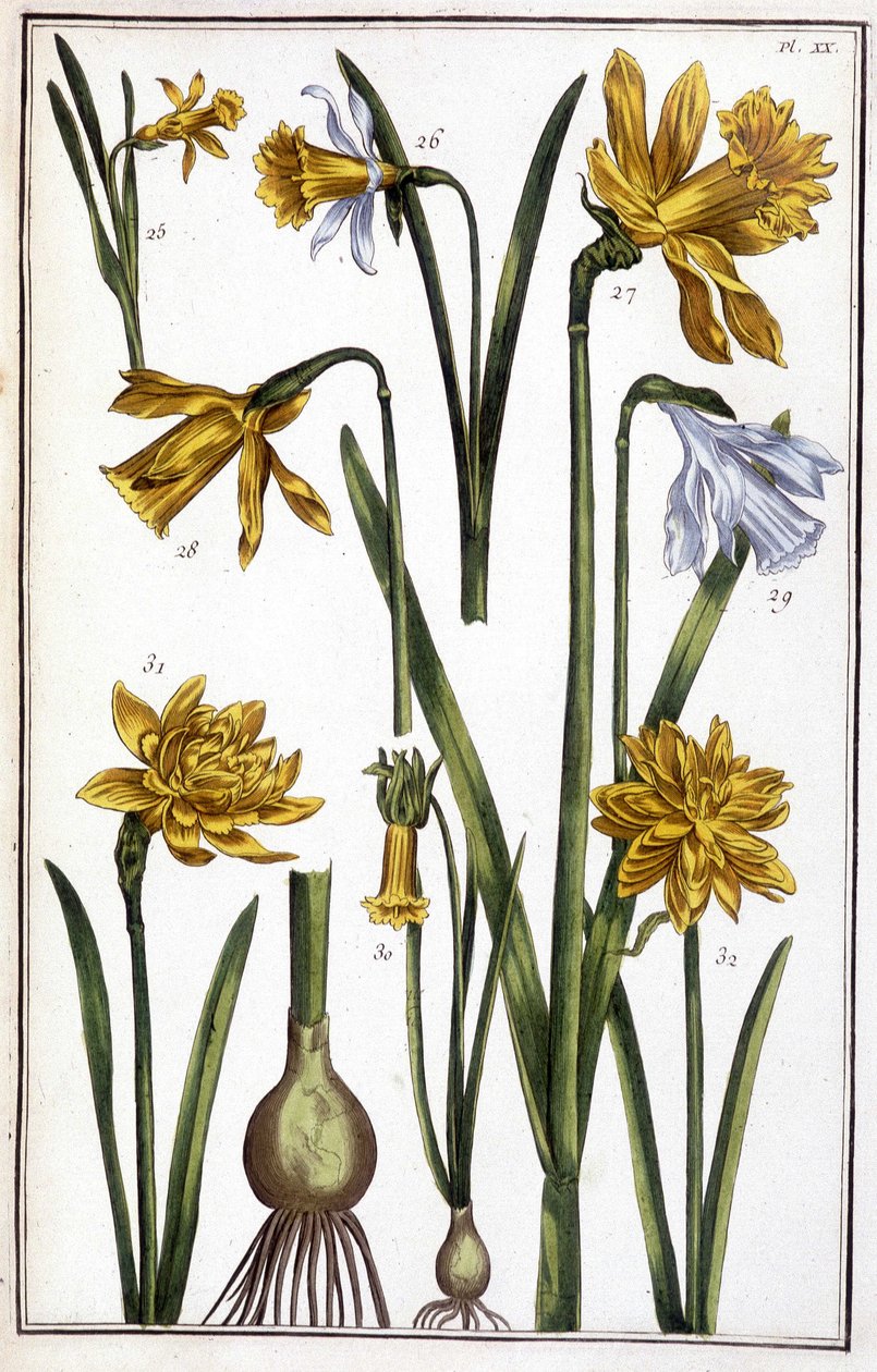 Onbekend beeld door Maria Sibylla Merian