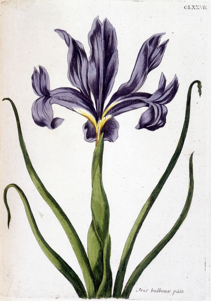 Onbekend beeld door Maria Sibylla Merian