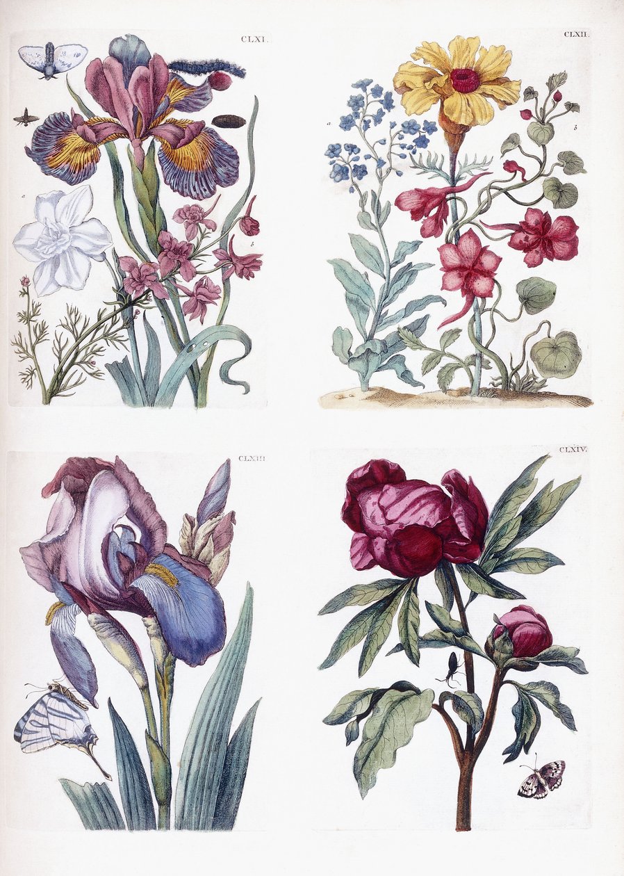 Verschillende Europese insecten en bloemen door Maria Sibylla Merian