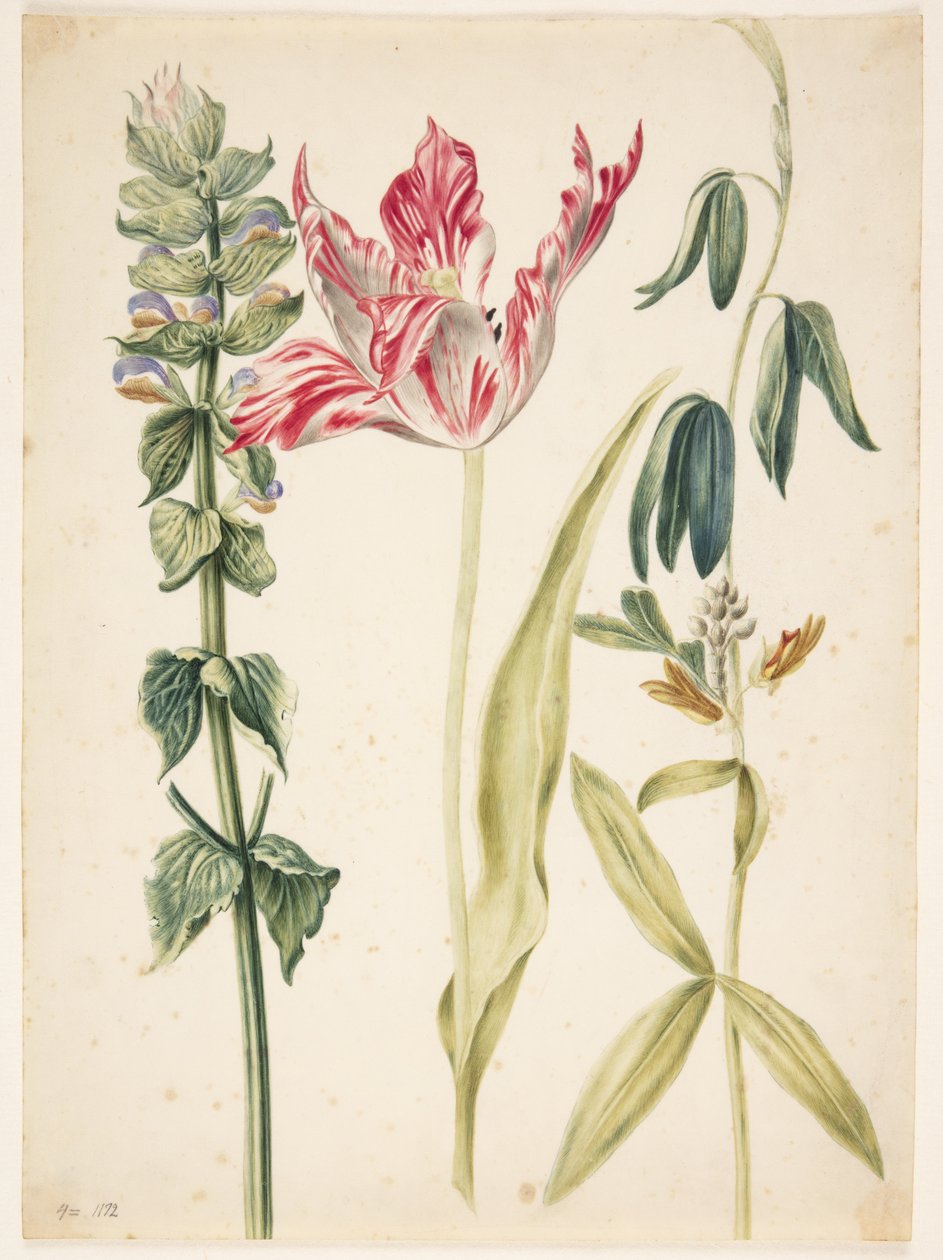 3 bloemen, in het midden een tulp door Maria Sibylla Merian