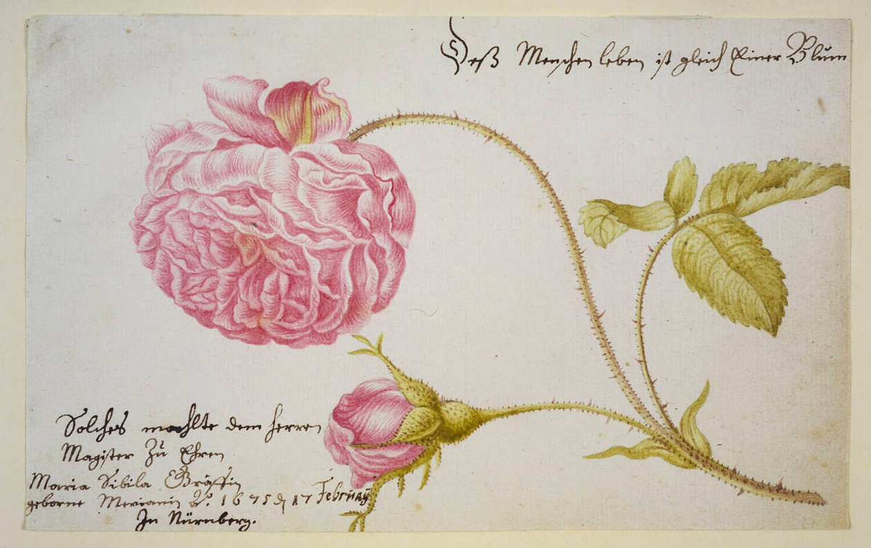 Albumsheet met een roos door Maria Sibylla Merian