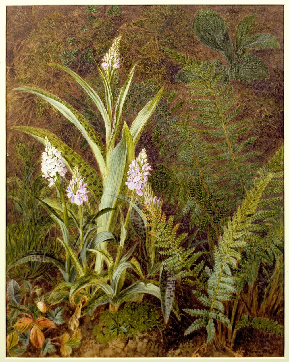 Wilde orchideeën door Marian Emma Chase