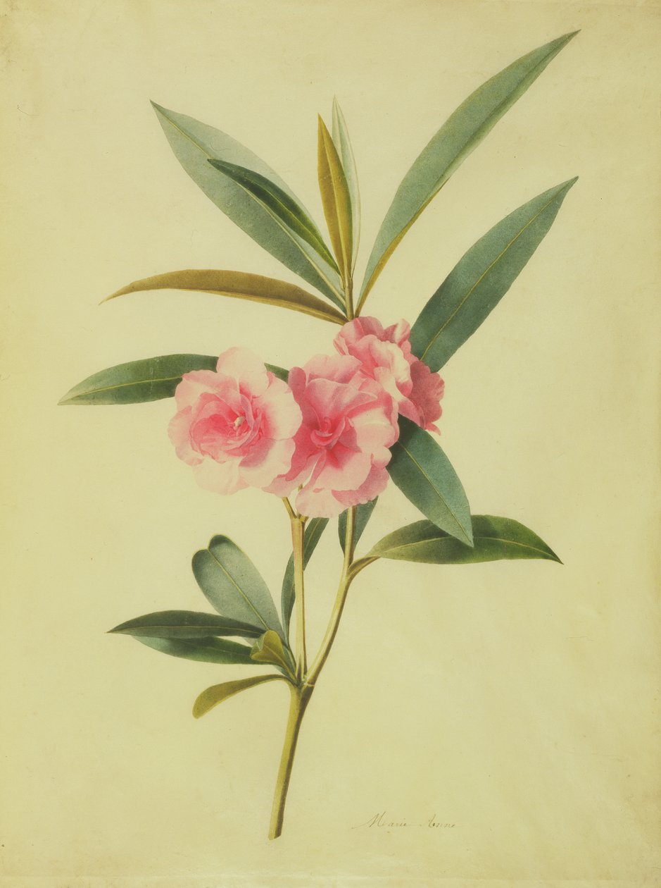 Nerium Oleander (Roze Laurier) door Marie Anne