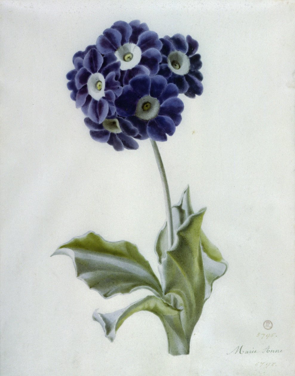 Polyanthus door Marie Anne
