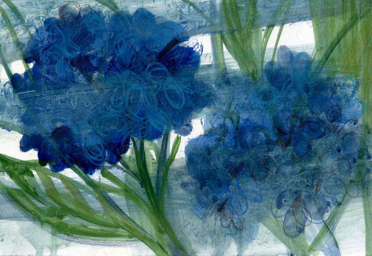 Blauwe hortensia