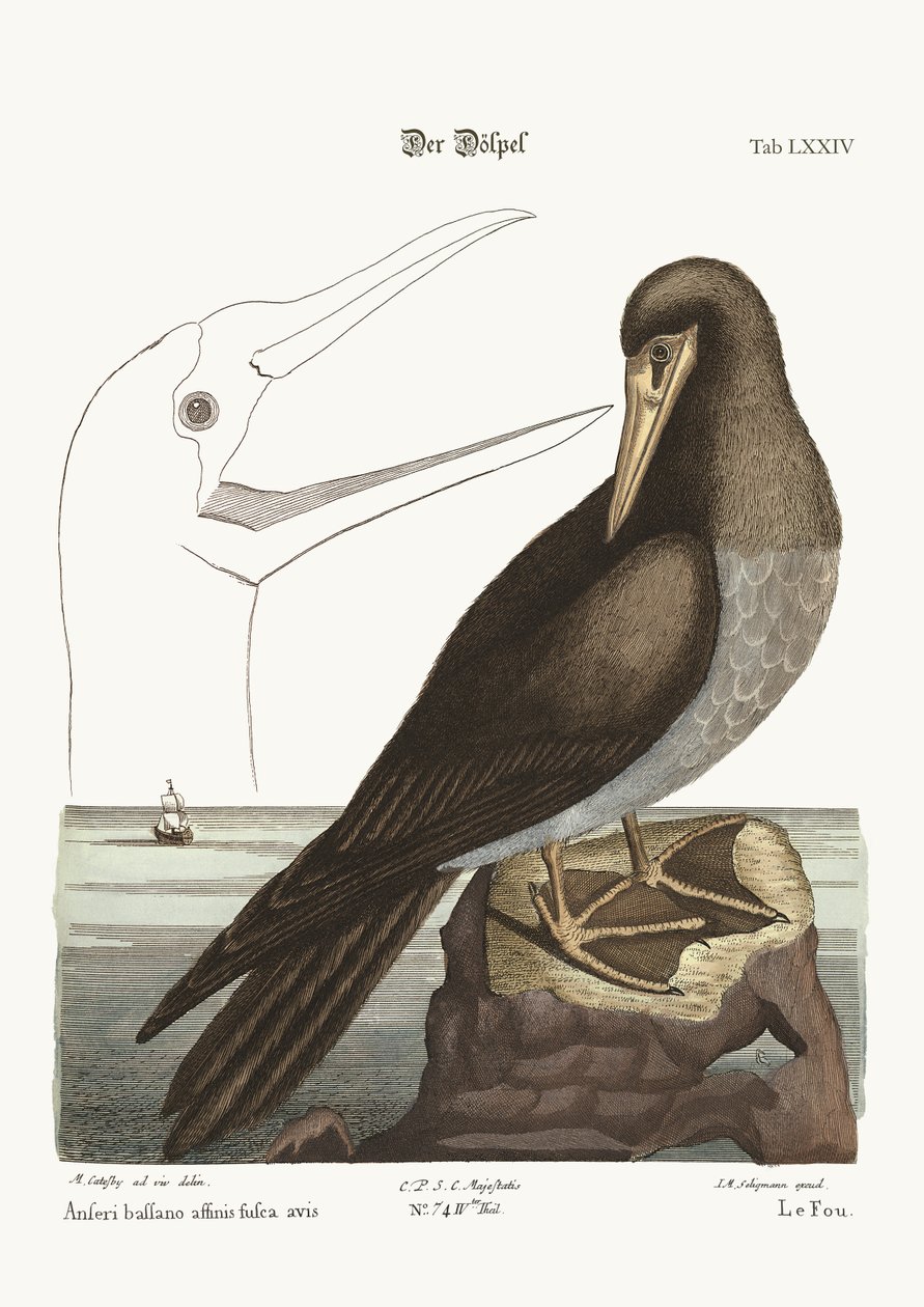 De Booby, 1749-73 door Mark Catesby