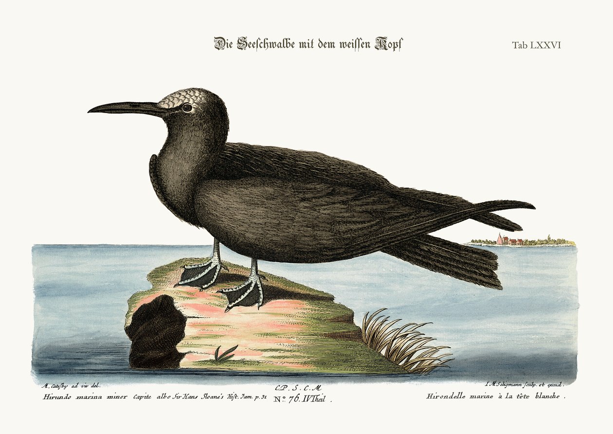 De Noddy, 1749-73 door Mark Catesby