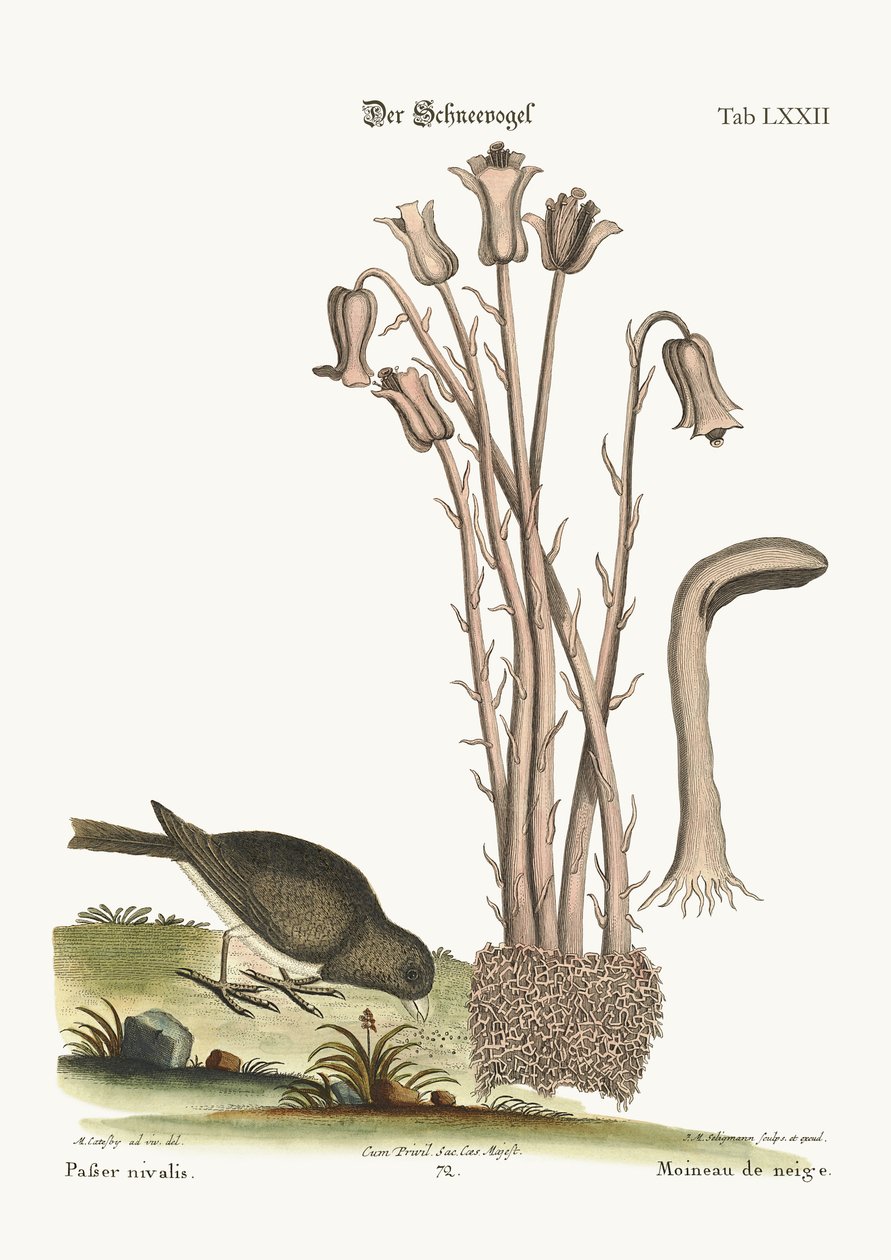 De sneeuwvogel, 1749-73 door Mark Catesby