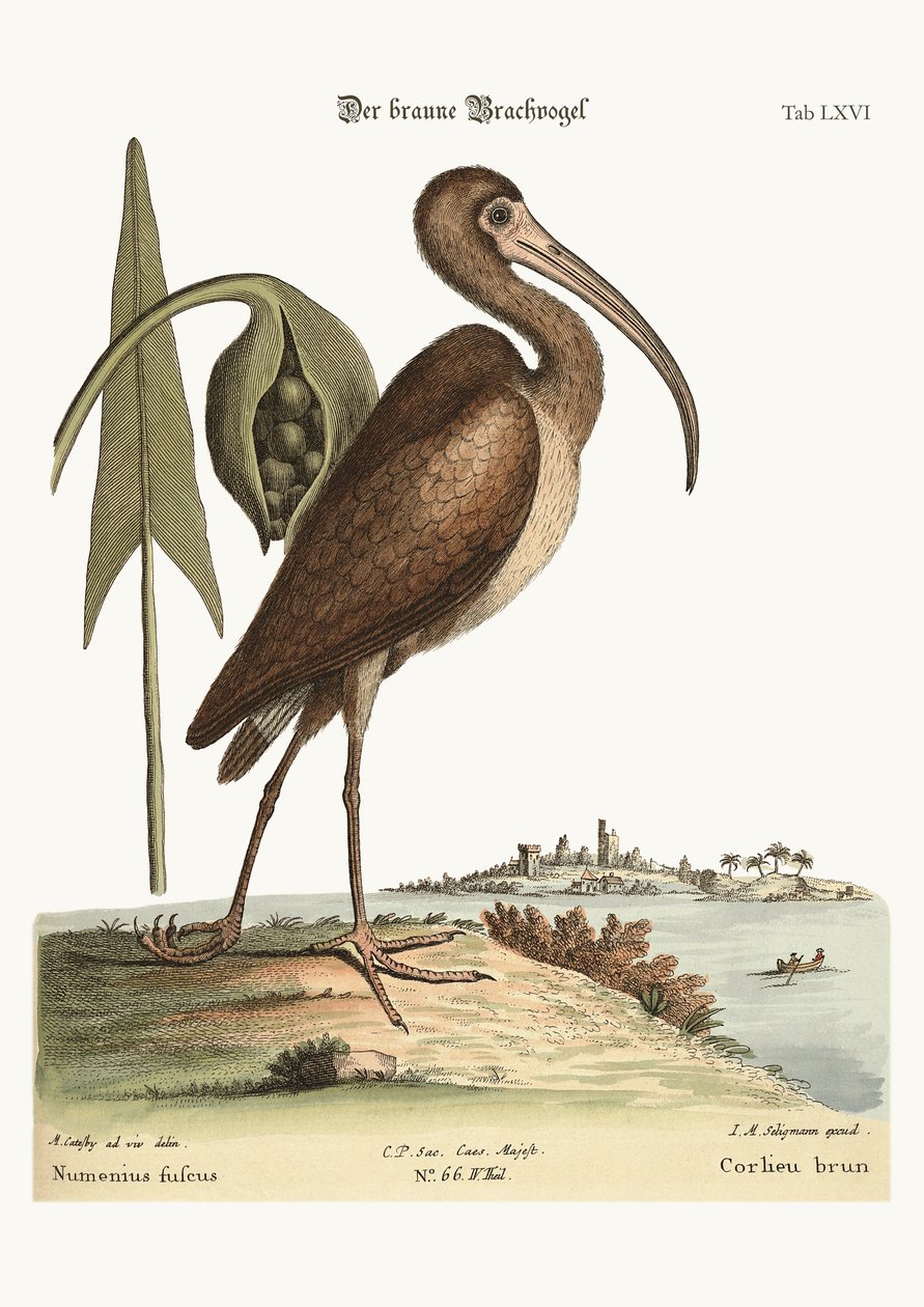 De bruine Wulp door Mark Catesby