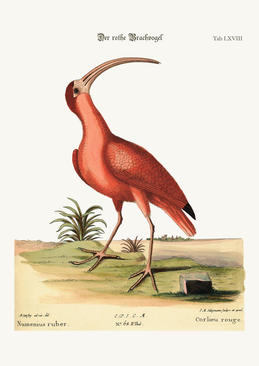 De Rode Wulp, 1749-73 door Mark Catesby