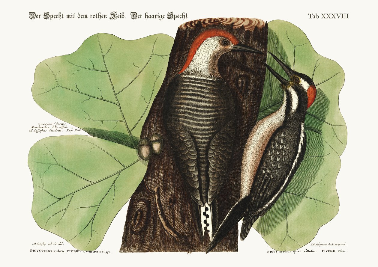 De roodbuikspecht. De harige specht., 1749-73 door Mark Catesby