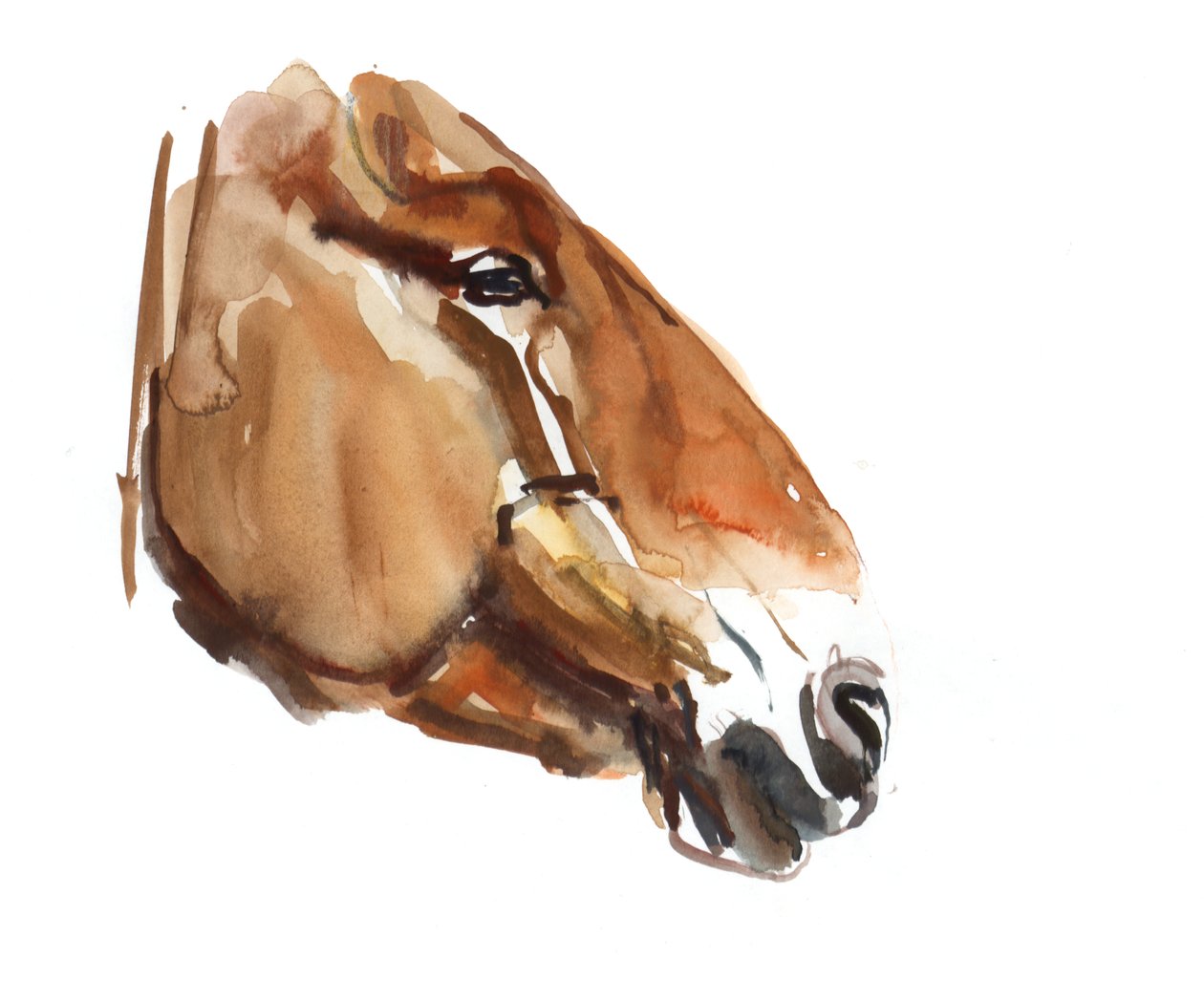 Oud hoofd (Przewalski) door Mark Adlington