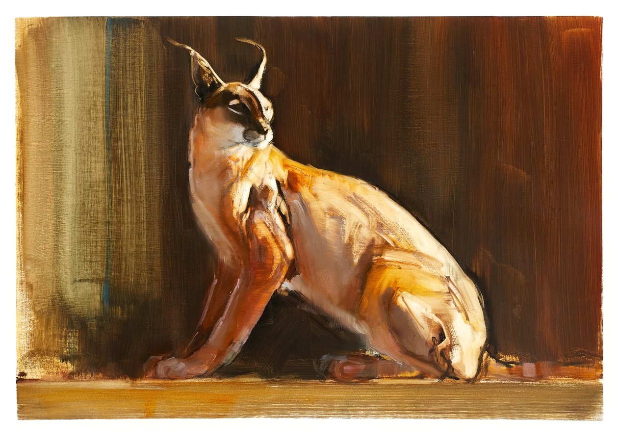 Arabische karakal, 2010 door Mark Adlington