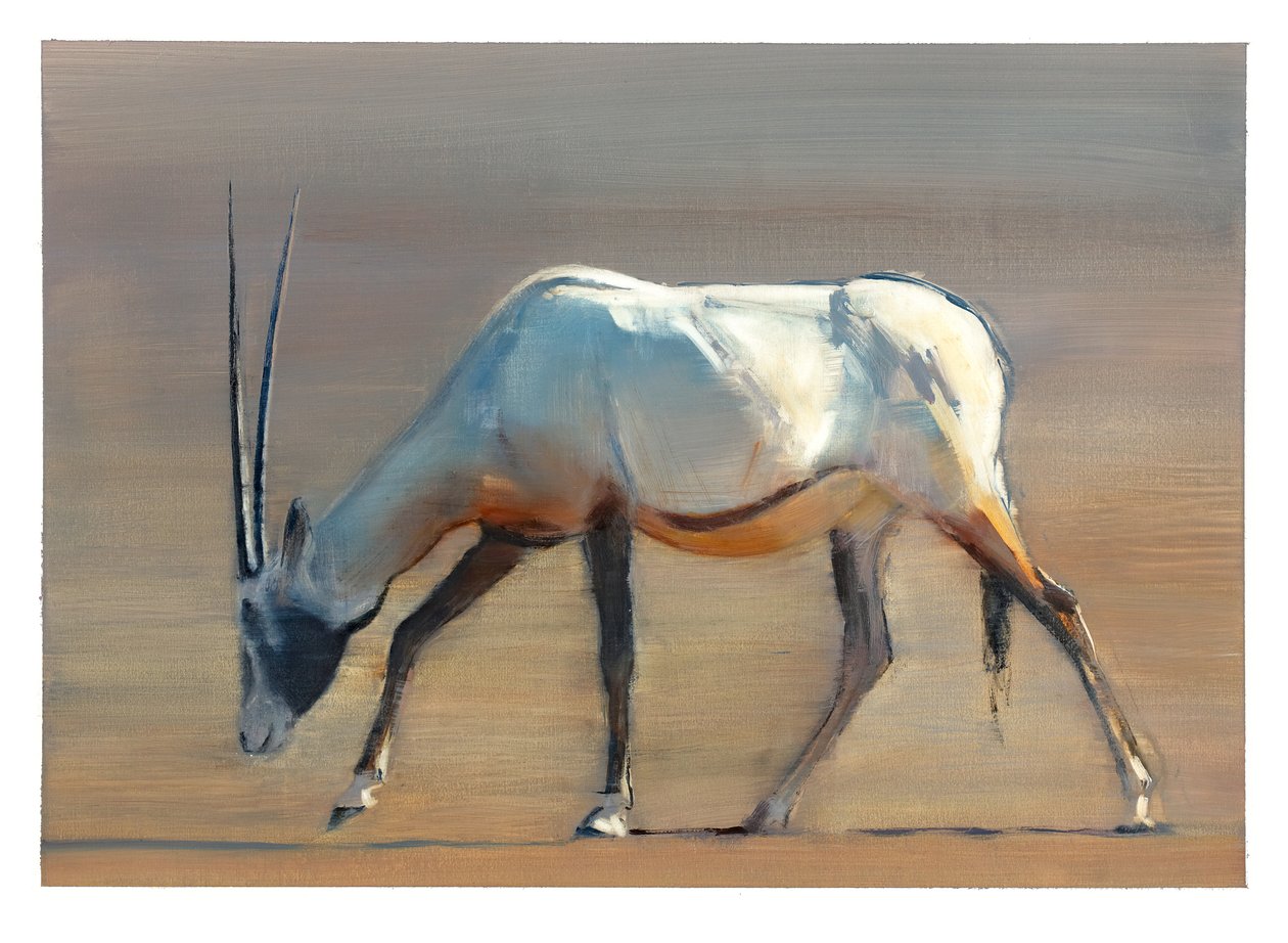 Arabische Oryx, 2010 door Mark Adlington