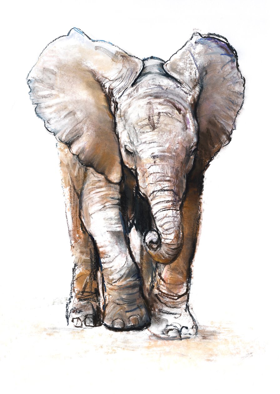 Concentratie (baby olifant), 2018 door Mark Adlington