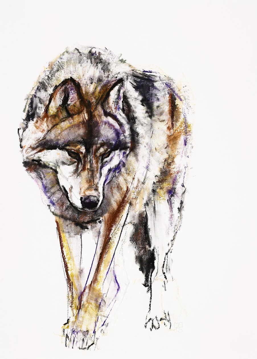 Europese Wolf door Mark Adlington