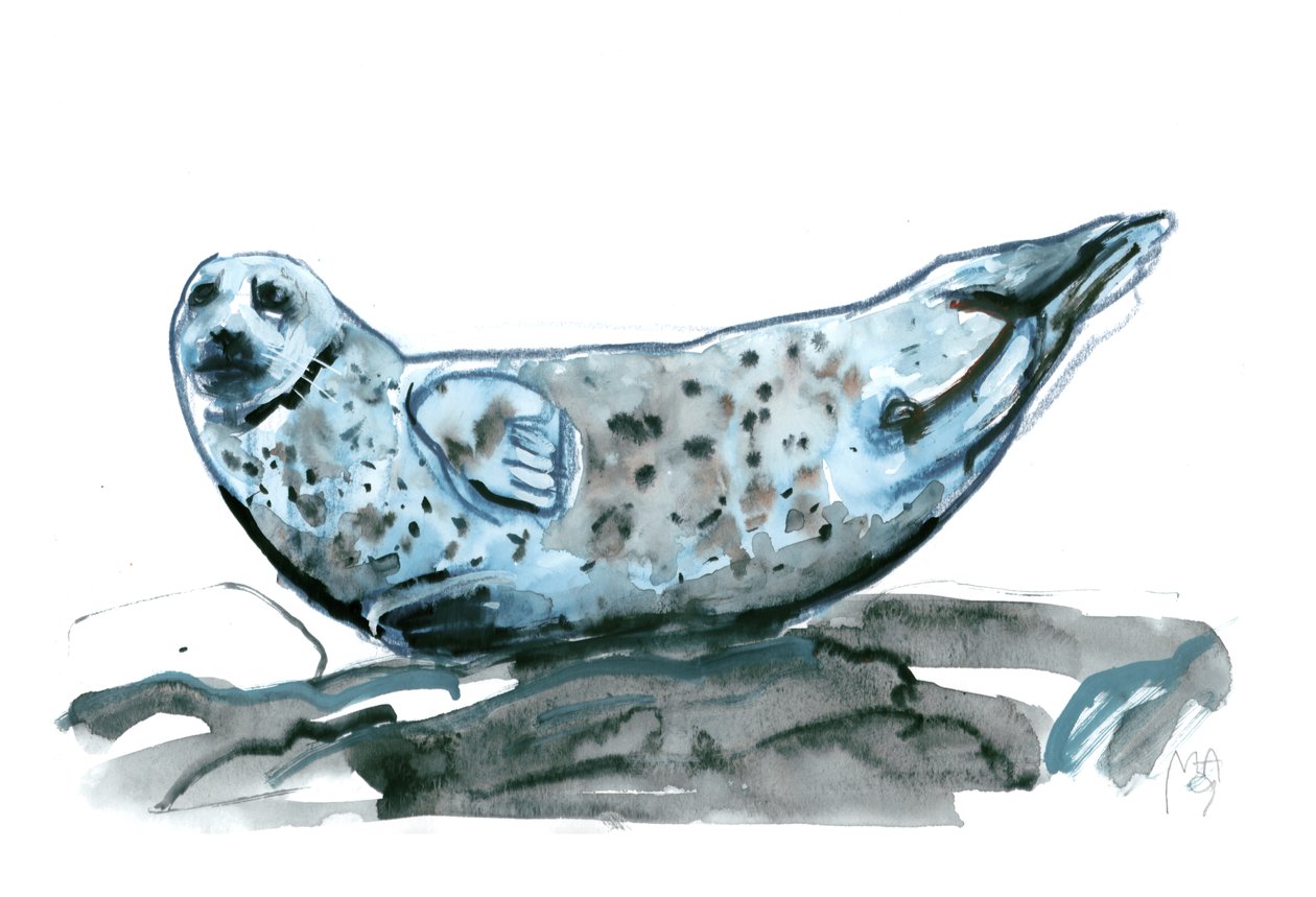 Rocky (zeehond) door Mark Adlington