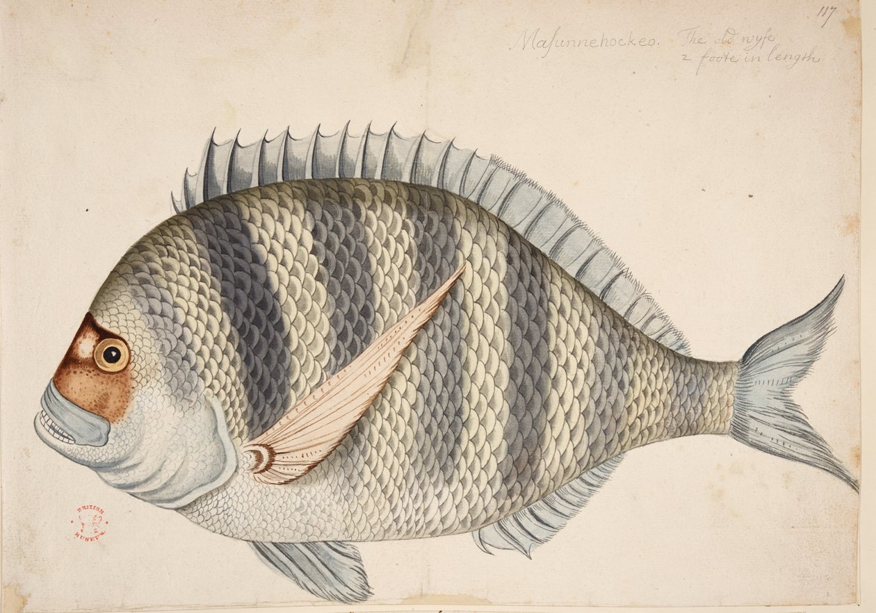 Een vis door Mark Catesby