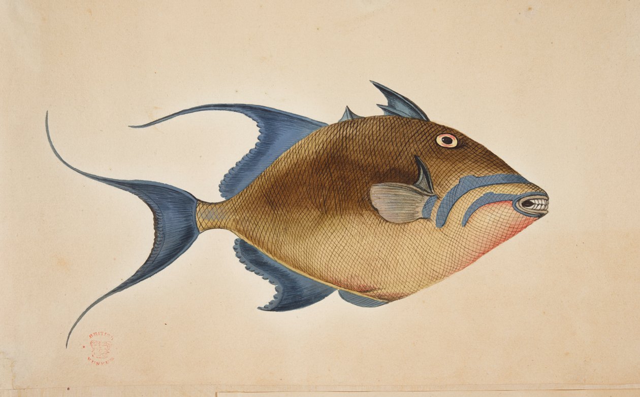 Een vis door Mark Catesby