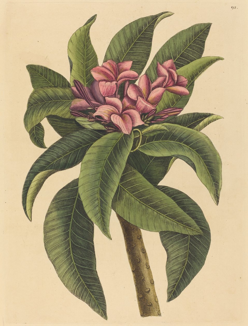 Rode Frangipanni Plumeria rubra, gepubliceerd 1731-1743 door Mark Catesby